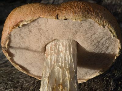 Austroboletus lacunosus - a bolete from WA