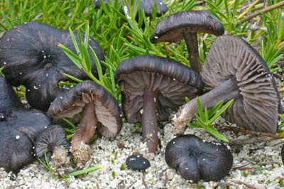 Entoloma? sp. - mushroom New Zealand