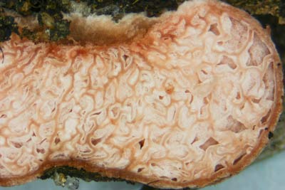 Hydnangium carneum a trufle