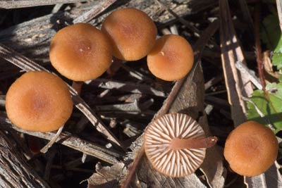 Laccaria sp. a mushroom from WA