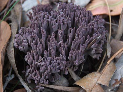 Ramaria sp - coral fungus WA
