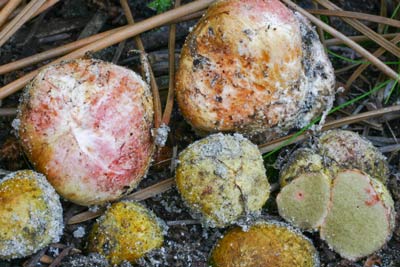 Rhizopogon rubescens a truffle