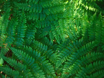 Dryopteris a woodland fern