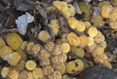 Nitogen fixing association of a cycad