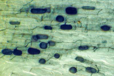 endophytis growth of a VAM fungus in rhizome scale