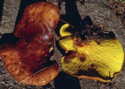 Ash Bolete (Gyrodon meuloides)