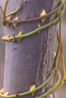 Cassytha (Dodder) haustoria