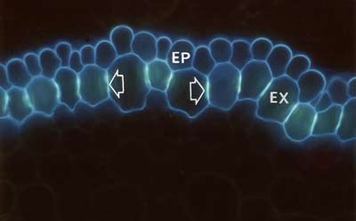 Onion root exodermis