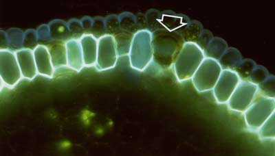 Fraxinus root exodermis