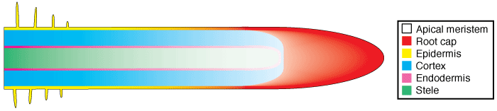 Root tip diagram (20KB)
