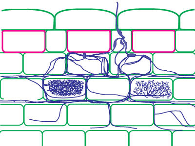 Fine endophyte VAM morphology (16KB)