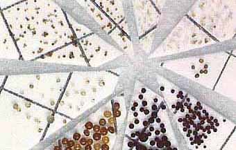 Spores on filter paper (16KB)